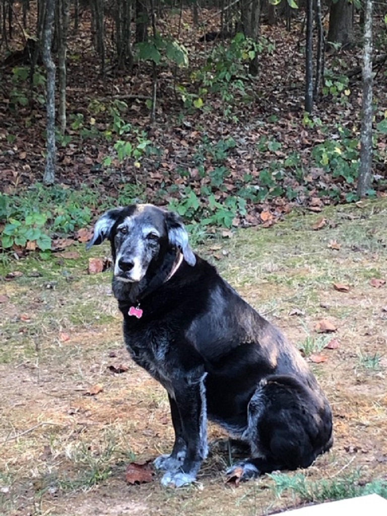 The owner's snapshot of a greying black dog sitting on leaf litter at the edge of a wood.