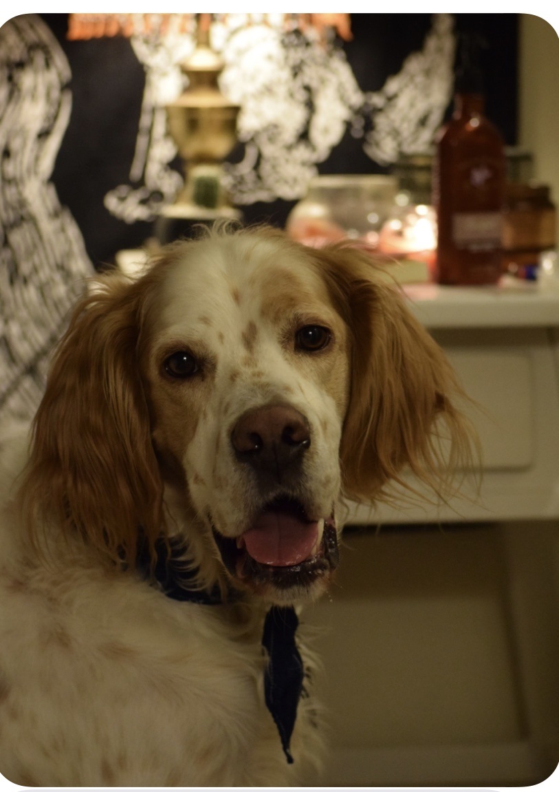 The owner's snapshot of an orange and white setter indoors beside a lamp.