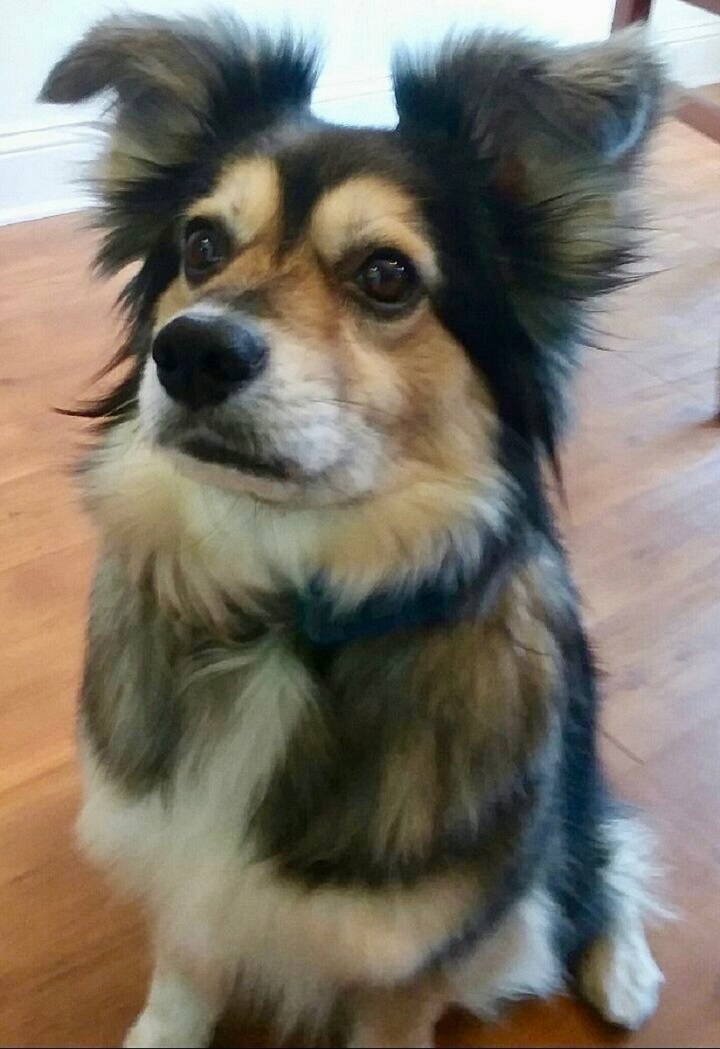 The owner's snapshot of a small tricolour dog sitting on a wooden floor, used as reference for the painting.